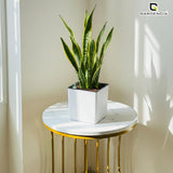 Gardencia Columbus Self Watering Square Pot with Water Level Indicator Modern Planters with Automatic Watering System, Best Flower Pots for Home Decore, Living Room, Table Top Available In Multi Colours