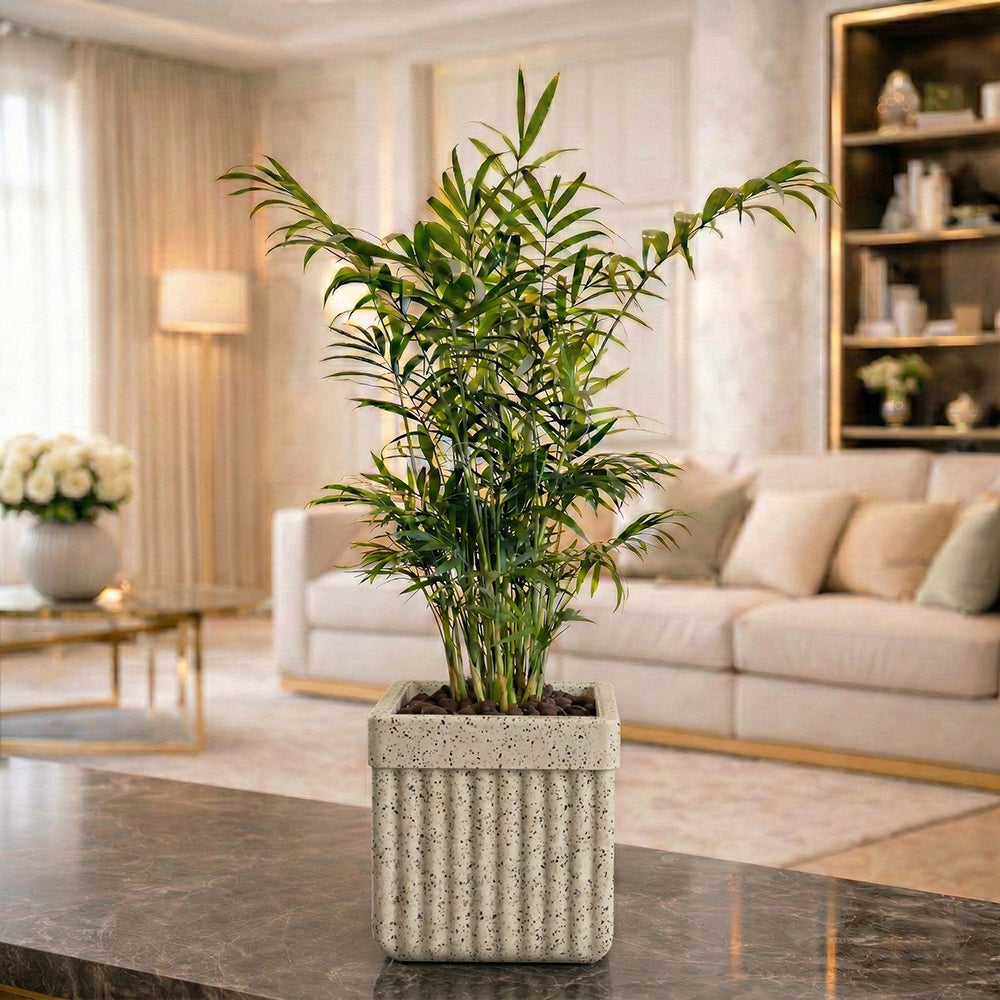 6 inch indoor planter GARDENCIA Roto Tiny 02 Self Watering 6 Inch Square Plant Pot –