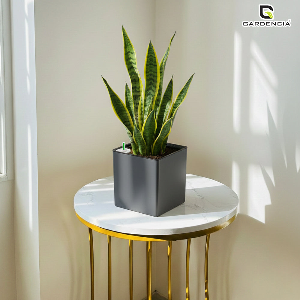 Gardencia Columbus Self Watering Square Pot with Water Level Indicator Modern Planters with Automatic Watering System, Best Flower Pots for Home Decore, Living Room, Table Top Available In Multi Colours