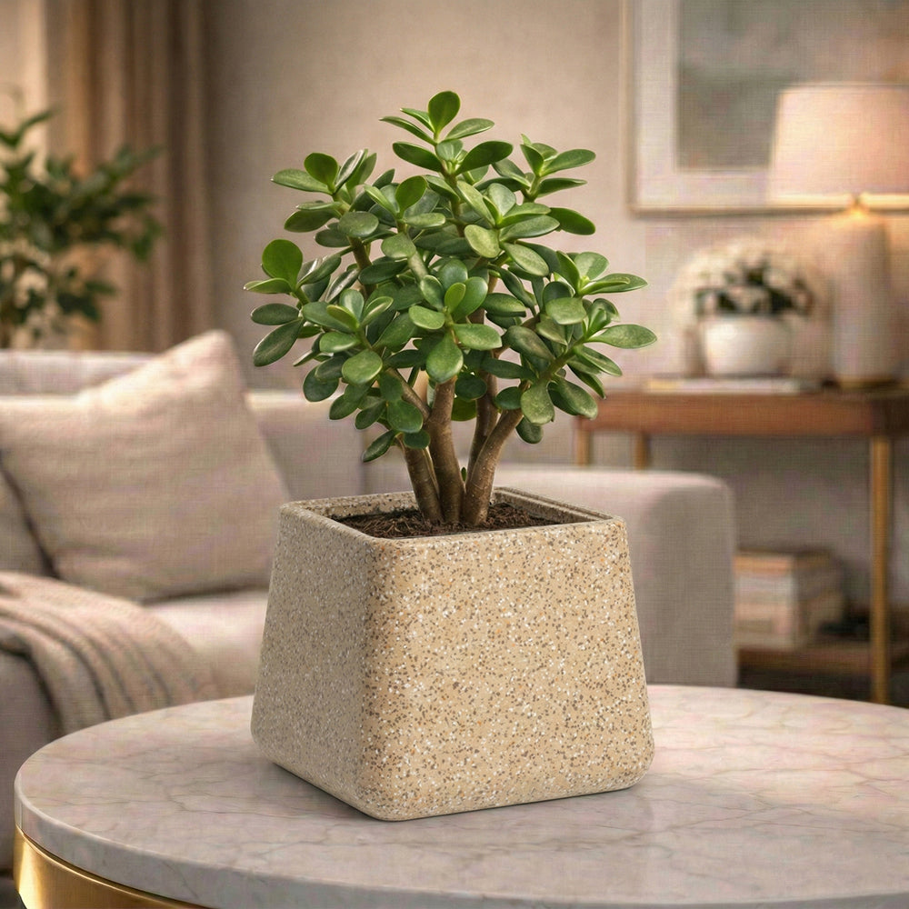 GARDENCIA Roto Tiny 05 Self Watering Square Planter Pot 6"