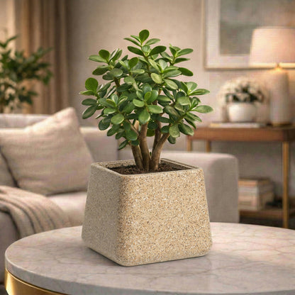 GARDENCIA Roto Tiny 05 Self Watering Square Planter Pot 6"