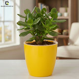 Vistara Self Watering Pot