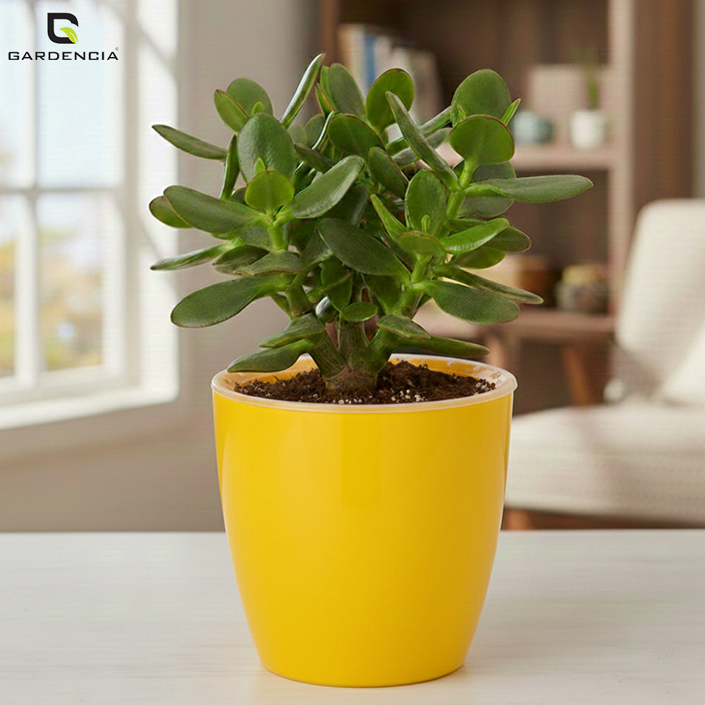 Vistara Self Watering Pot