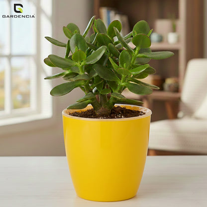 Vistara Self Watering Pot