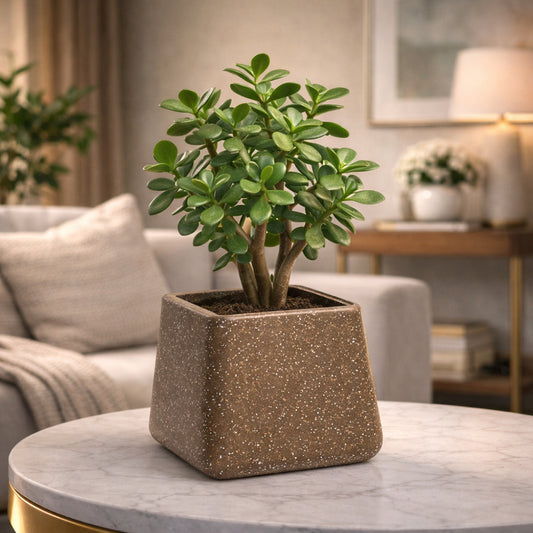 Roto Tiny 05 Self Watering Pot