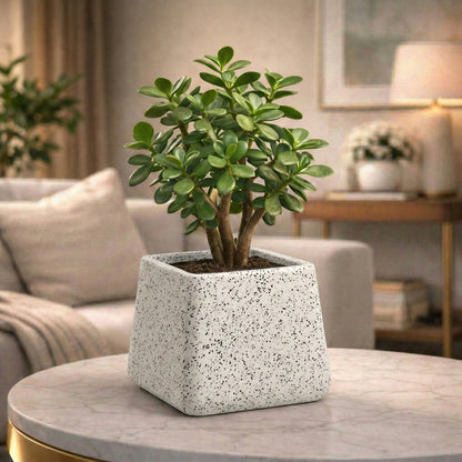 GARDENCIA Roto Tiny 05 Self Watering Square Planter Pot 6"
