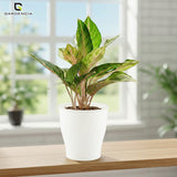 GARDENCIA Cone Self Watering Planter 6/8"