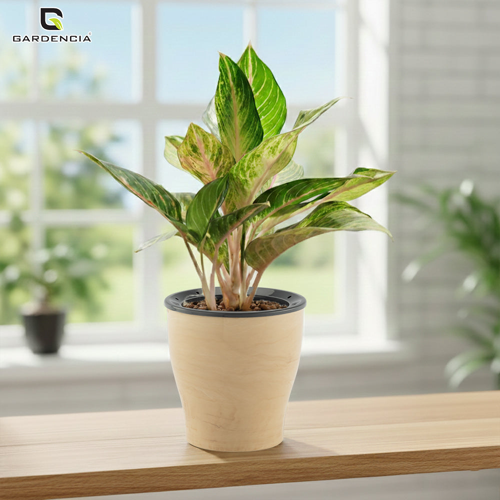 GARDENCIA Cone Self Watering Planter 6/8"