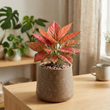 GARDENCIA Roto Tiny 07 Self Watering Round Pot 6"