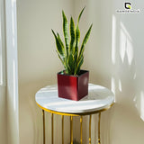 Gardencia Columbus Self Watering Square Pot with Water Level Indicator Modern Planters with Automatic Watering System, Best Flower Pots for Home Decore, Living Room, Table Top Available In Multi Colours