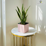 Gardencia Columbus Self Watering Square Pot with Water Level Indicator Modern Planters with Automatic Watering System, Best Flower Pots for Home Decore, Living Room, Table Top Available In Multi Colours