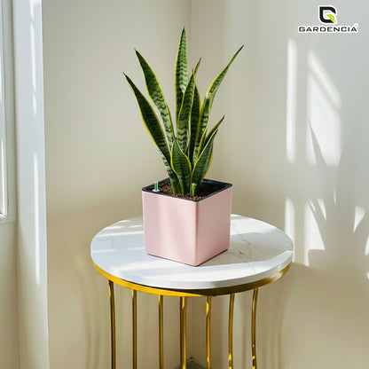 Gardencia Columbus Self Watering Square Pot with Water Level Indicator Modern Planters with Automatic Watering System, Best Flower Pots for Home Decore, Living Room, Table Top Available In Multi Colours