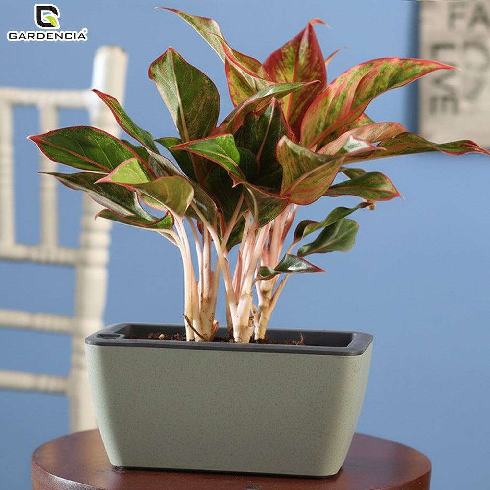 GARDENCIA Recta Self Watering Rectangle 100% Virgin Plastic Pots for Plants | Modern Design | Indoor and Outdoor Flower Pot for Home/Office/Table/Garden/Balcony Decoration | 14 inch