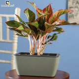 GARDENCIA Recta Self Watering Rectangle 100% Virgin Plastic Pots for Plants | Modern Design | Indoor and Outdoor Flower Pot for Home/Office/Table/Garden/Balcony Decoration | 14 inch