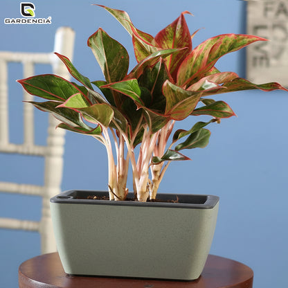 GARDENCIA Recta Self Watering Rectangle 100% Virgin Plastic Pots for Plants | Modern Design | Indoor and Outdoor Flower Pot for Home/Office/Table/Garden/Balcony Decoration | 14 inch