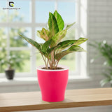 GARDENCIA Cone Self Watering Planter 6/8"