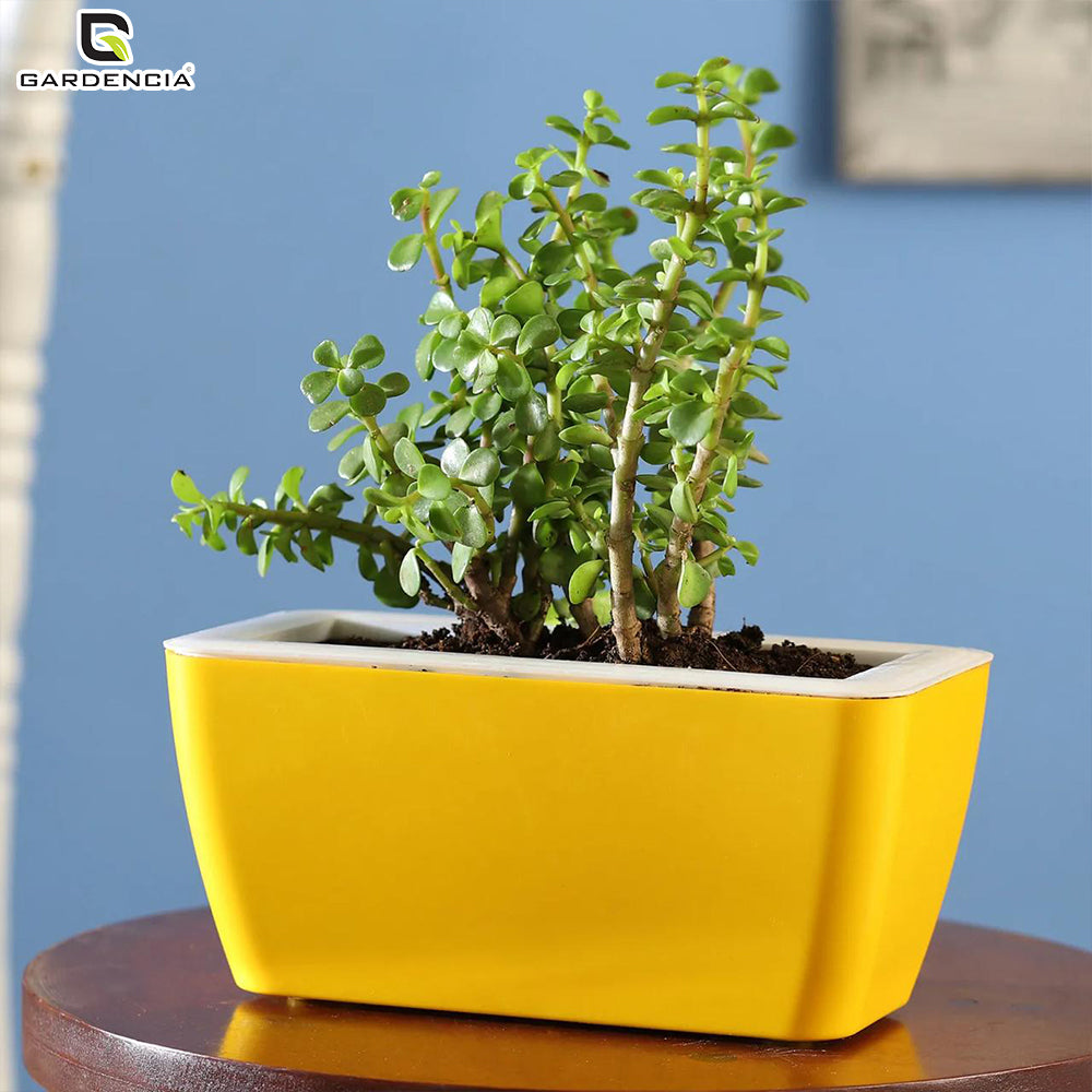 GARDENCIA Recta Self Watering Rectangle 100% Virgin Plastic Pots for Plants | Modern Design | Indoor and Outdoor Flower Pot for Home/Office/Table/Garden/Balcony Decoration | 14 inch