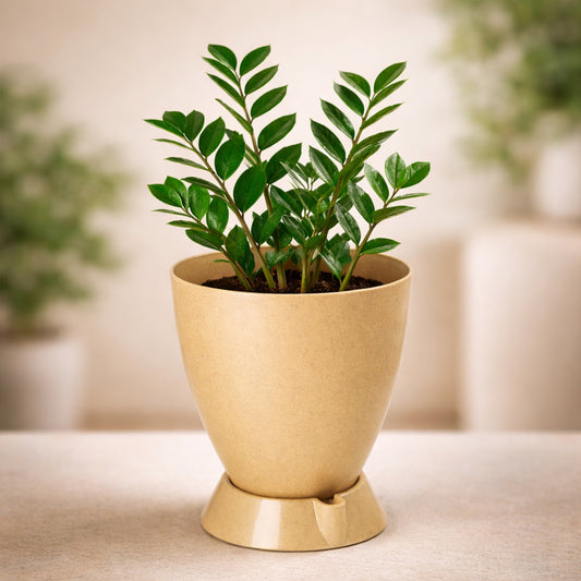 Convex 8"/10"/12" with Smart Tray