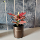 GARDENCIA Metal Flower Pot 4"