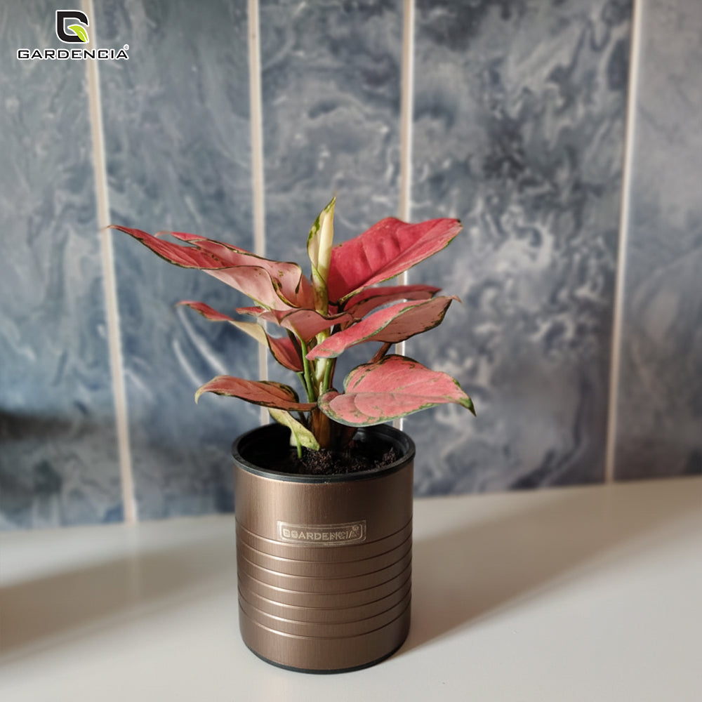 GARDENCIA Metal Flower Pot 4"
