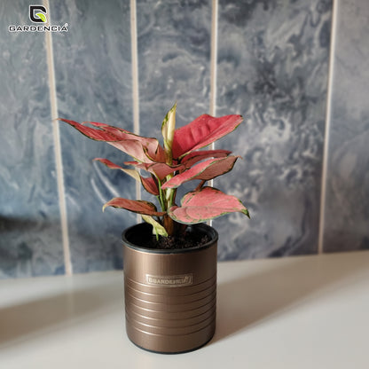 GARDENCIA Metal Flower Pot 4"