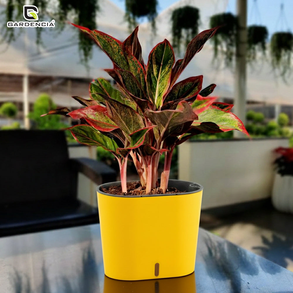 GARDENCIA CAVENDER 7" Self-Watering Pot – Decorative Indoor Planter with Built-in Water Reservoir for Home, Garden & Office Use