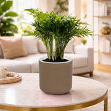 Gardencia Lorenzo Self Watering  Pot 5 Inch - Flower Pots & Indoor Planters for Home Decore, Living Room, Kitchen, Bedroom, Office Desk, Gifting