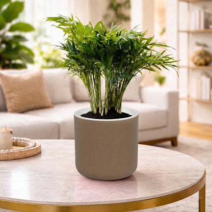 Gardencia Lorenzo Self Watering  Pot 5 Inch - Flower Pots & Indoor Planters for Home Decore, Living Room, Kitchen, Bedroom, Office Desk, Gifting