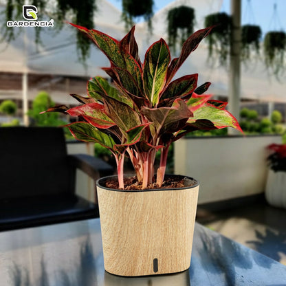 Cavender Printed Self Watering Pot