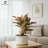 Bonsai 3T Self Watering Pot