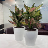 GARDENCIA Cone Self Watering Planter 6/8"