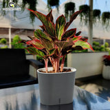 GARDENCIA CAVENDER 7" Self-Watering Pot – Decorative Indoor Planter with Built-in Water Reservoir for Home, Garden & Office Use