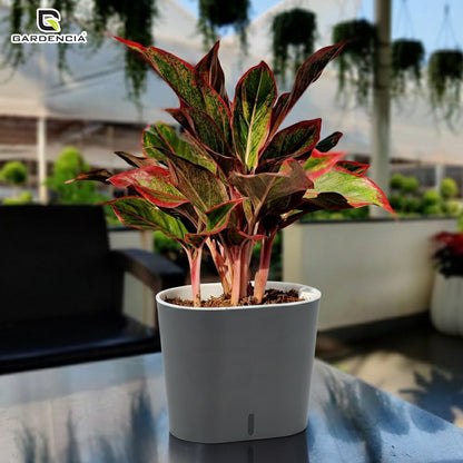 GARDENCIA CAVENDER 7" Self-Watering Pot – Decorative Indoor Planter with Built-in Water Reservoir for Home, Garden & Office Use