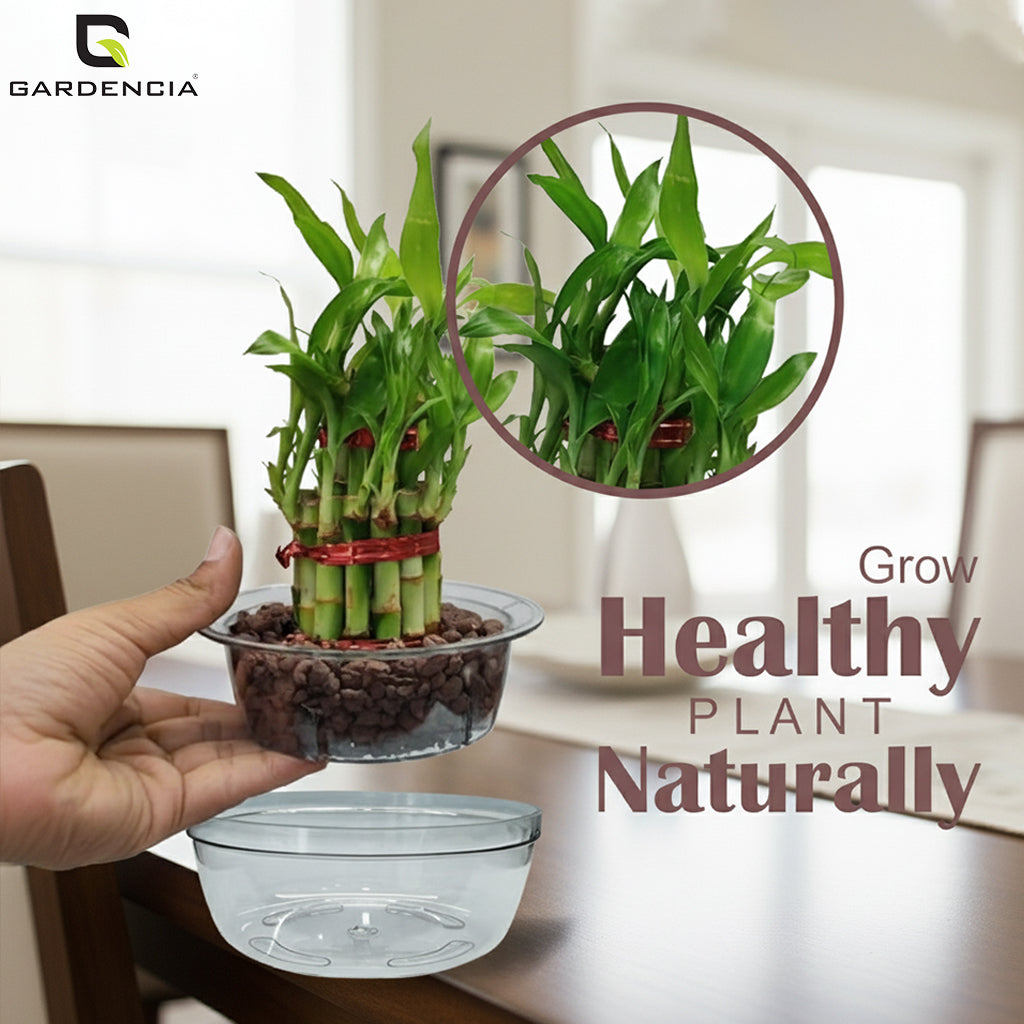 GARDENCIA Lucky Bamboo Plant Pot, Indoor Live Bamboo Plants for Home Decor, Living Room, Office, Desk Decoration, 2-Layer System with Drainage Platform, Round Bowl Shape