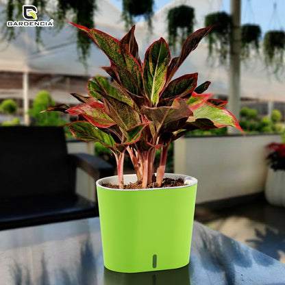 GARDENCIA CAVENDER 7" Self-Watering Pot – Decorative Indoor Planter with Built-in Water Reservoir for Home, Garden & Office Use