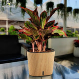 Cavender Printed Self Watering Pot