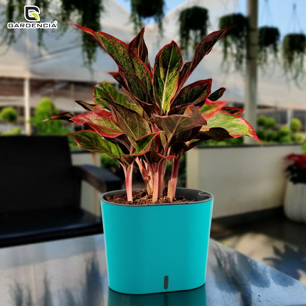 GARDENCIA CAVENDER 7" Self-Watering Pot – Decorative Indoor Planter with Built-in Water Reservoir for Home, Garden & Office Use