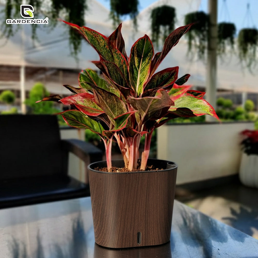 Cavender Printed Self Watering Pot
