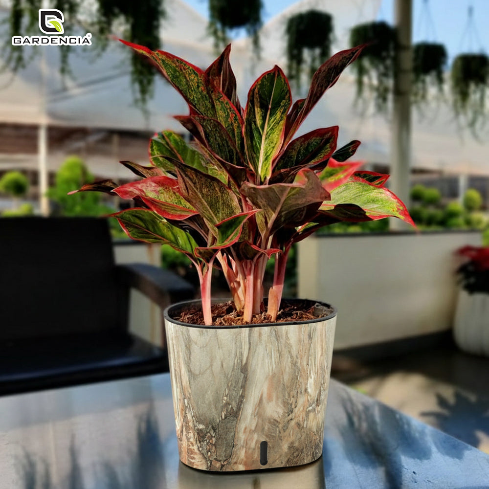 Cavender Printed Self Watering Pot