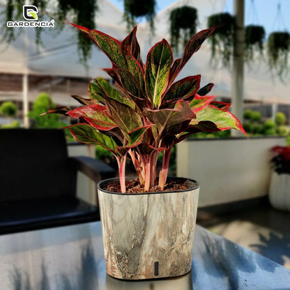 Cavender Printed Self Watering Pot