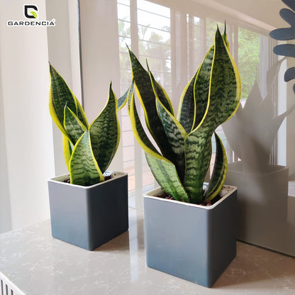 Gardencia Columbus Self Watering Square Pot with Water Level Indicator Modern Planters with Automatic Watering System, Best Flower Pots for Home Decore, Living Room, Table Top Available In Multi Colours