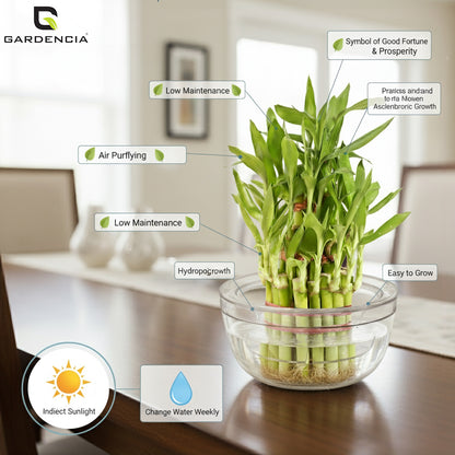 GARDENCIA Lucky Bamboo Plant Pot, Indoor Live Bamboo Plants for Home Decor, Living Room, Office, Desk Decoration, 2-Layer System with Drainage Platform, Round Bowl Shape