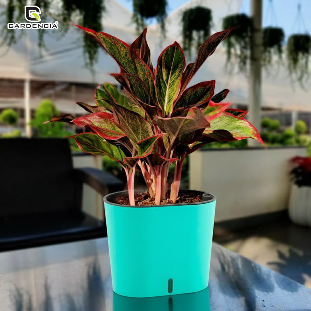 GARDENCIA CAVENDER 7" Self-Watering Pot – Decorative Indoor Planter with Built-in Water Reservoir for Home, Garden & Office Use