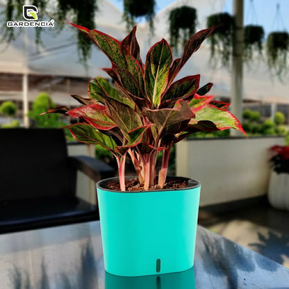 GARDENCIA CAVENDER 7" Self-Watering Pot – Decorative Indoor Planter with Built-in Water Reservoir for Home, Garden & Office Use