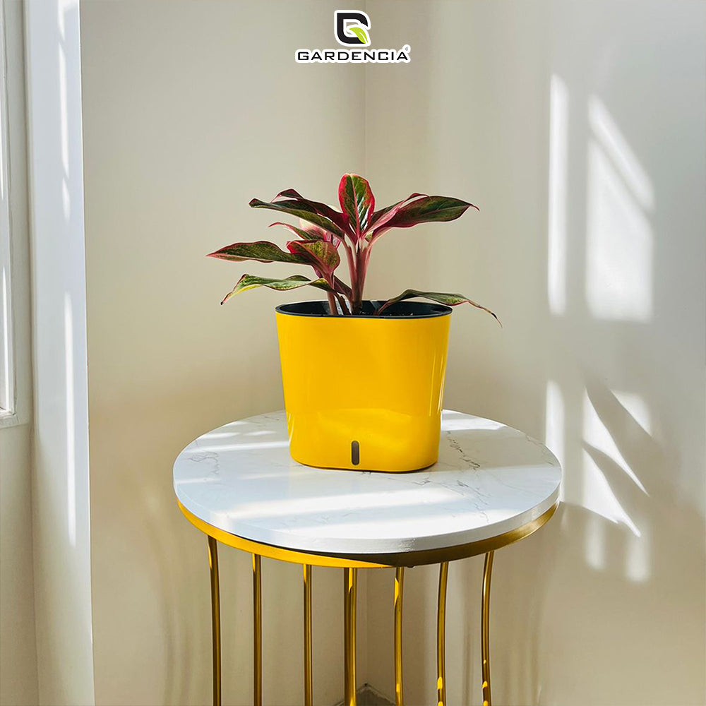 GARDENCIA CAVENDER 7" Self-Watering Pot – Decorative Indoor Planter with Built-in Water Reservoir for Home, Garden & Office Use
