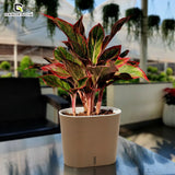 GARDENCIA CAVENDER 7" Self-Watering Pot – Decorative Indoor Planter with Built-in Water Reservoir for Home, Garden & Office Use