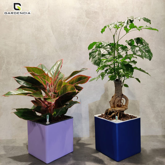 Columbus Self Watering Pot