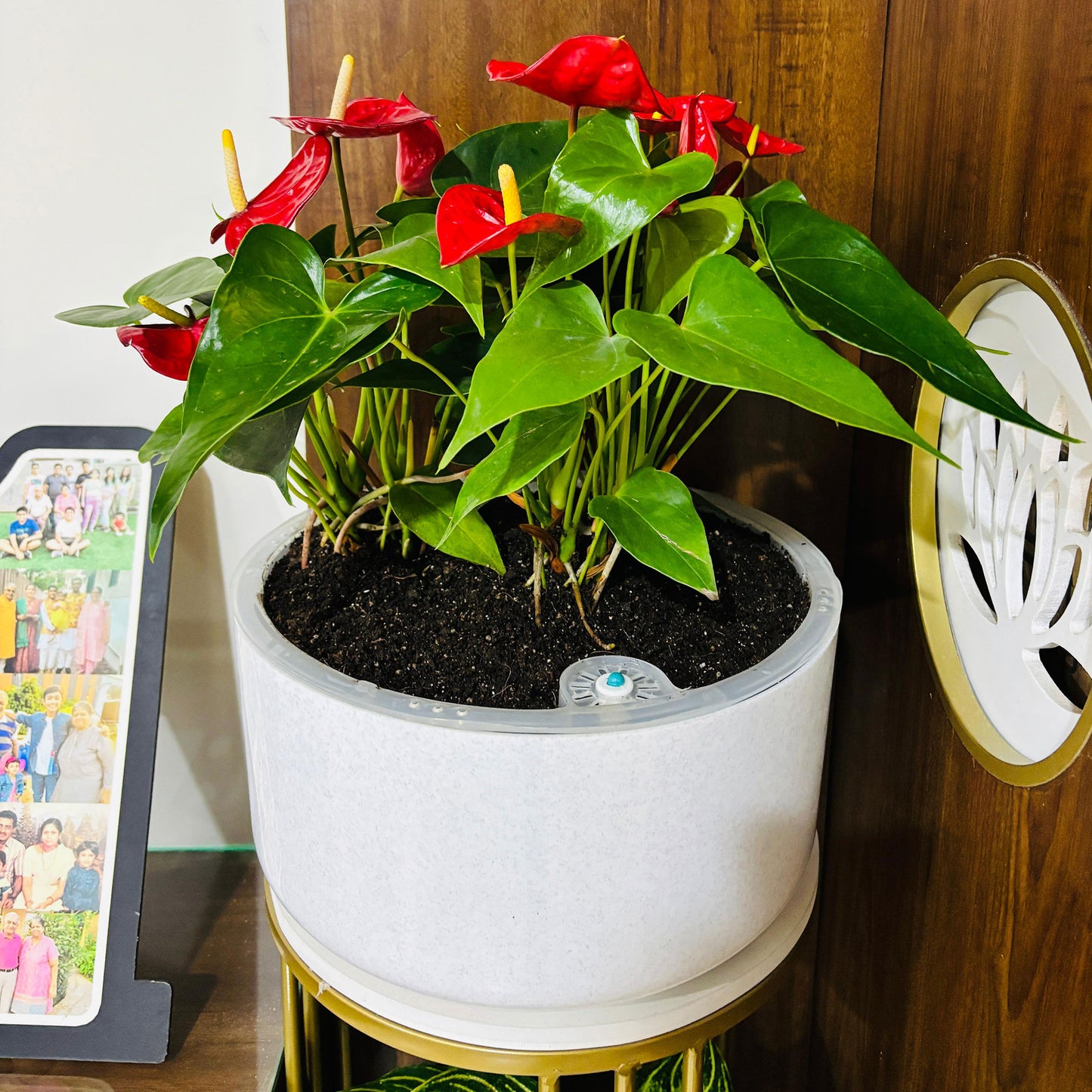 Gardencia Sigma Self Watering  Modern Flower Pot for Indoor Plants, Round Plant Pots, Succulent Pot, Planters for Home Decoration/Home Balcony Flower Pot, Table Top Pot, for Office Decoration, Restaurant, Cafe