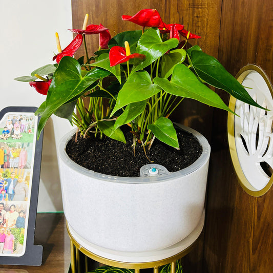 Gardencia Sigma Self Watering  Modern Flower Pot for Indoor Plants, Round Plant Pots, Succulent Pot, Planters for Home Decoration/Home Balcony Flower Pot, Table Top Pot, for Office Decoration, Restaurant, Cafe