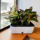 GARDENCIA Contessa Self Watering Planter | 15 x 11 x 4.5 Inch | Polypropylene with UV Protection | Matt Finish Indoor Outdoor Rectangular Pot for Plants
